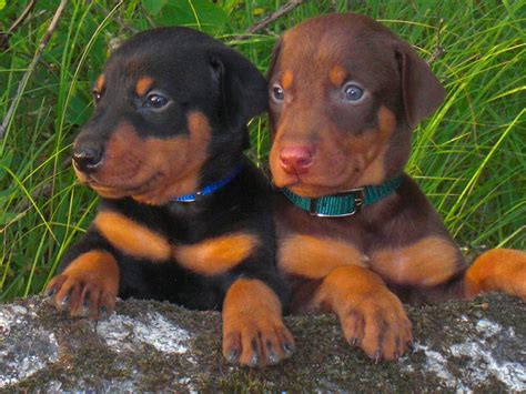 General Health Information for your Doberman Pinscher. . Doberman pinsher puppies